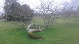 un arbre qui pousse malgré un traumatisme initial